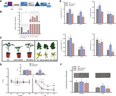 MicroRNA162 regulates stomatal conductance in response to low night temperature stress via abscisic acid signaling pathway in tomato